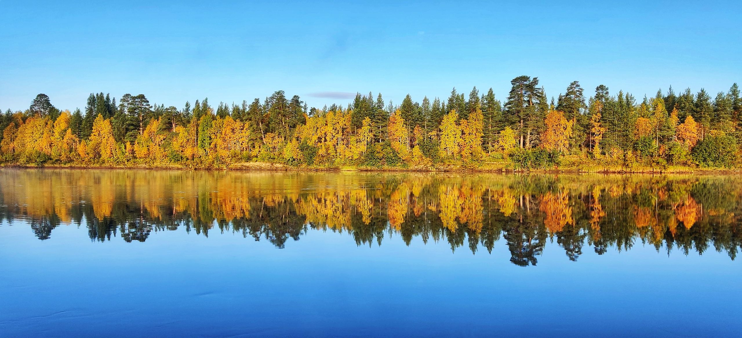 Syksy Mets lehti Syksy Mets lehti