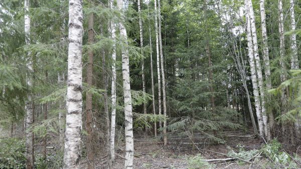 Esimerkiksi tällaisesta ennakkoraivatusta energiapuuleimikosta voi saada tällä hetkellä erittäin hyvän hinnan. Erot ostajien tarjouksissa voivat tosin olla suuria. Kuva: Sami Karppinen.
