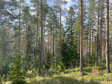 Etelä-Savossa tehdyssä tilakaupassa kuutiohinta nousi 59 euroon. (Kuva: Jussi Salomäki)