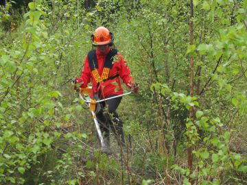 Taimikkoon jätetään kasvamaan laadullisesti parhaat ja parhaiten kasvavat puut, Metsäkeskus neuvoo. (Kuva: Suomen metsäkeskus)