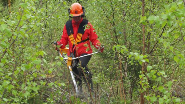 Taimikkoon jätetään kasvamaan laadullisesti parhaat ja parhaiten kasvavat puut, Metsäkeskus neuvoo. (Kuva: Suomen metsäkeskus)