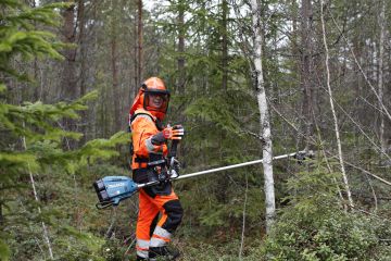 Sain testattavaksi Makitan akkukäyttöisen raivaussahan. Saha koukkuun ja raivaamaan. (Kuva: Sami Karppinen)