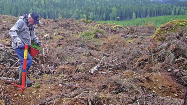 Syysistutuksessa metsänomistaja ottaa  riskin. Onnistunut maanmuokkaus ja taimien istuttaminen syvälle parantavat onnistumisen mahdollisuuksia. (Arkistokuva: Erkki Oksanen)