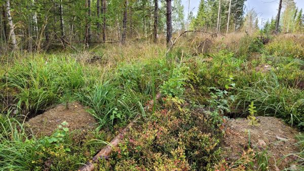 männyn ja kuusen taimi sekaviljelyssä