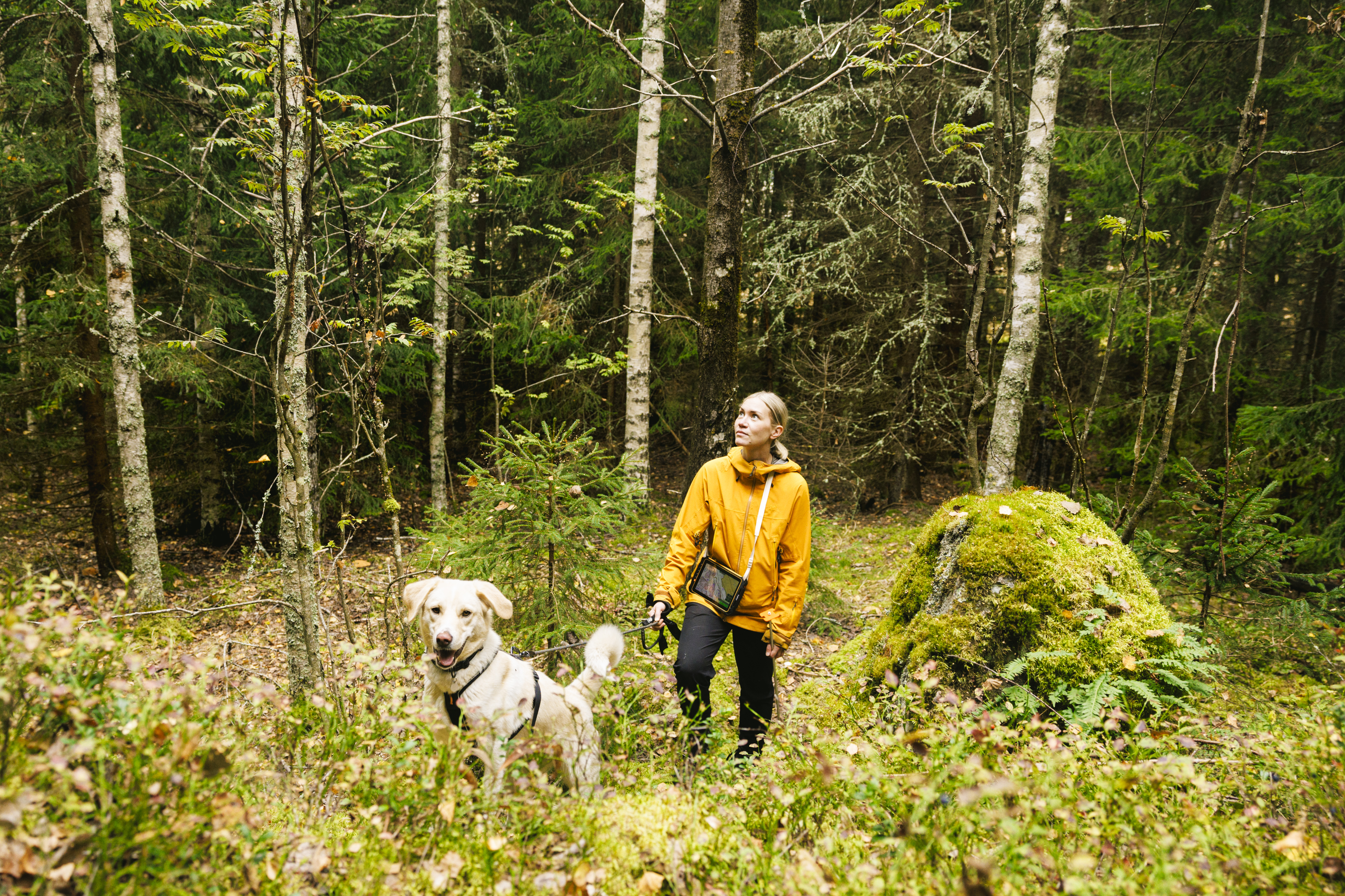Minna Kujala ei halua määritellä liian tarkasti, mitkä hakkuutavat ovat jatkuvaa kasvatusta. Kullekin kohteelle valitaan parhaiten sopivat käsittelykeinot. Koska puusto tässä on kohtuullisen tiheää eikä alikasvos näytä erityisen elinvoimaiselta, harvennushakkuu on tarpeen. Maastossa mukana oli myös Lila-koira. (Kuvaaja: Seppo Samuli)