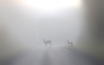 Tiheät kauriskannat tarjoavat runsaasti ravintoa punkkinaaraille. (Kuva: Sami Karppinen)