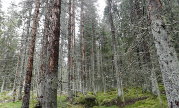Kirjanpainajat ovat kurittaneet Jyväskylän kaupungin järeitä kuusikoita, joista osa sijaitsee suojelualueilla tai virkistys- ja ulkoilumetsissä. (Kuva: Sami Karppinen)