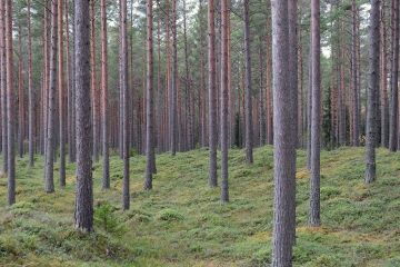 Kuusi vuotta sitten sadanneksi suurimman yksityisen metsänomistajan metsäpinta-ala oli 1 070 hehtaaria. Nyt sadanneksi pääsi 1 133 hehtaarilla. (Kuva: Wikimedia Commons)