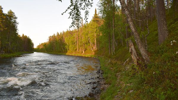 Kitkajoen-Arvungin -suojelualue