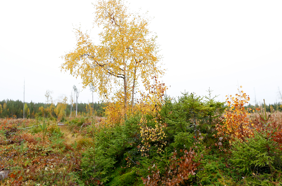 Monimuotoisuus ei välttämättä tule kalliiksi – näin otat sen huomioon metsässäsi