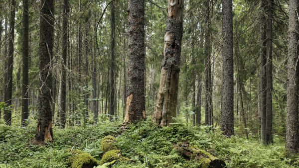 Vanhojen metsien merkitys monimuotoisuudelle korostuu, koska niiden määrä on vähentynyt dramaattisesti ihmistoiminnan vaikutuksesta, kirjoittajat toteavat.