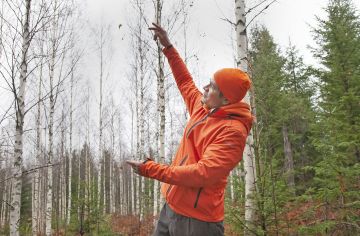 Vaikka miten pelotellaan, metsiä kannata edelleen uudistaa, pitää taimikot kovassa kasvukulmassa ja hoitaa harvennukset ajoissa, Pekka Syvänen kirjoittaa. (Kuva: Mikko Riikilä)