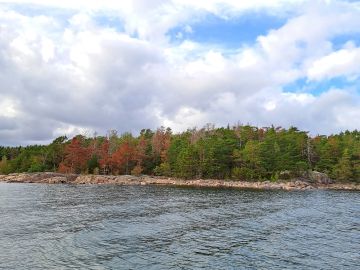 Etelänversosurma ja okakaarnakuorianen tappavat mäntyjä pystyyn lounaisrannikolla. Kuvassa punaisen ruskeaksi kuivuneita mäntyjä Turun saaristossa. (Kuvaaja: Tuija HytönenLuke)