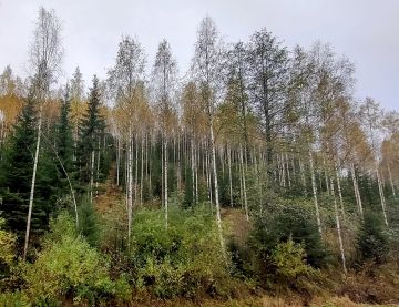 Tilan tyypillinen näkymä, koivuylispuustoa luontaisen kuusialikasvoksen yllä jyrkässä rinteessä. (Kuvaaja: Kari Jeskanen)