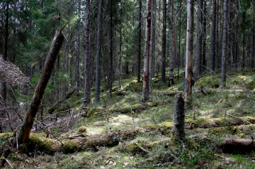 Eri-ikäinen lahopuusto on yksi merkki vanhasta metsästä. Kuvassa Metso-ohjelman kohde Kuhmoisista. (Kuva: Jyrki Luukkonen)