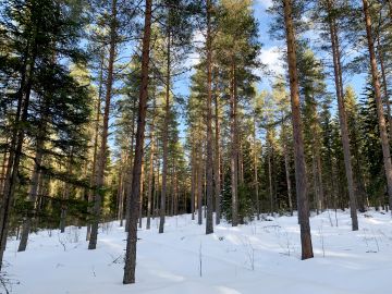 Noin 65-vuotias harvennettu kuivahkon kankaan männikkö on yksi vapaaehtoisten hiilimarkkinoiden kohteista tällä hetkellä. Lannoittamalla puiden kasvu saataisiin elpymään ja metsä sitomaan nykytilaa enemmän hiiltä.  