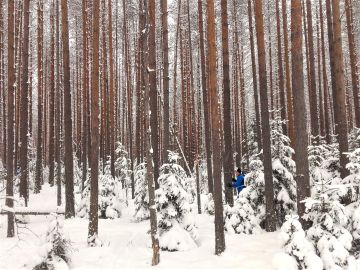 Metsätaitokisojen koeala Evolla, jossa kysyttiin 55-vuotiaan, hakkaamattoman männikön pohjapinta-alaa. Kuva: Hannu Liljeroos
(Vastaus: ppa 38)