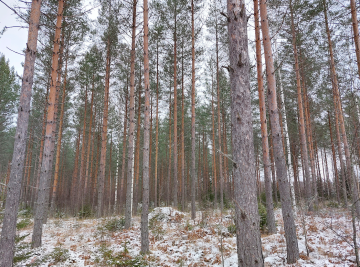 Myydyn tilan puusto on lähes kauttaaltaan 3-kehitysluokan männikköä, jonka paras arvokasvu on vielä edessä. (Kuva: Metsätilat.fi)