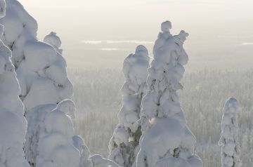 Itä- ja Pohjois-Suomessa metsätilojen kysyntä on vähentynyt selvästi, kun taas etelässä ja lännessä kysyntää riittää lähes entiseen tapaan. Kuva: Sami Karppinen. 