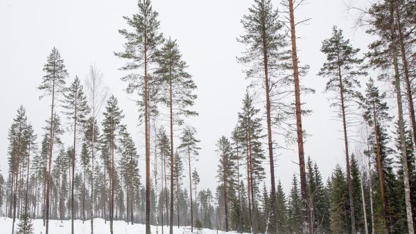 Kylvö on siemenpuuhakkuuta tuottoisampi tapa männyn uudistamiseen. (Kuvaaja: Mikko Riikilä)