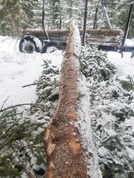Boorinpuutoksen aiheuttaman laatuongelman laajuus yllätti toisessa harvennuksessa. (Kuvaaja: Sami Karppinen)