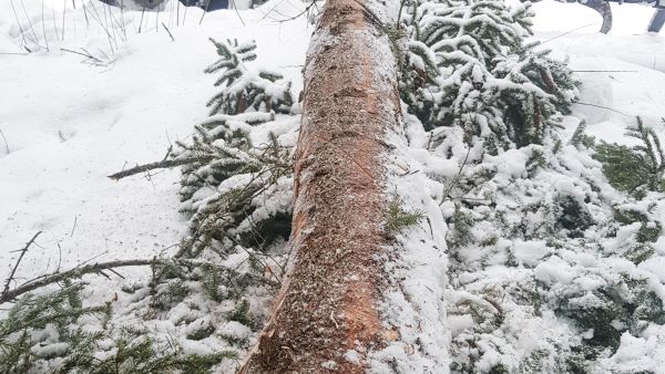 Boorinpuutoksen aiheuttaman laatuongelman laajuus yllätti toisessa harvennuksessa. (Kuvaaja: Sami Karppinen)