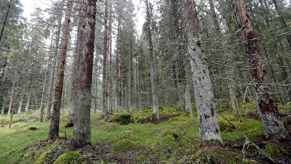Kirjanpainaja on varttuneiden kuusikoiden pahin tuhon-aiheuttaja. (Kuvaaja: Sami Karppinen)