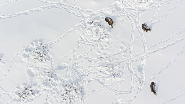 Lentolaskennan perusteella läntisellä Uudellamaalla on ollut tänä talvena kaksinkertainen määrä hirviä verrattuna kanta-arvioon. Kanta-arviossa merkittävinä tekijänä on muun muassa metsästäjien arvio jahdin jälkeen jäävästä hirvimäärästä. (Kuvaaja: Orsolya Haarberg/Lehtikuva)
