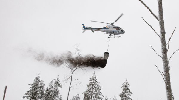 Green Carbon Oy lupasi vuonna 2022 tehdyssä tuhkalannoituksessa kompensaatiota 40 euroa hehtaarille vuodessa kymmenen vuoden ajan. Toisin on käymässä. (Kuva: Mikko Riikilä)
