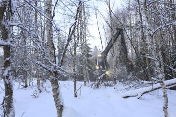 Harvennuspuulle on hyvä kysyntä, ja nyt on hyvä hetki hoitaa metsät kuntoon. (Kuvaaja: Sami Karppinen)