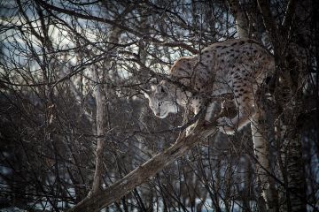 Viime vuonna Suomen ilvessaalis romahti, kun lähes kaikki luvat asetettiin toimenpidekieltoon. (Kuva: Tom Bech/Wikimedia Commons)