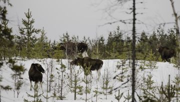 Edellisvuoteen verrattuna hirvikanta kasvoi viime viime vuonna kuutisen prosenttia, mikä heijastelee alhaisia saalismääriä. (Kuva: Ari Komulainen)