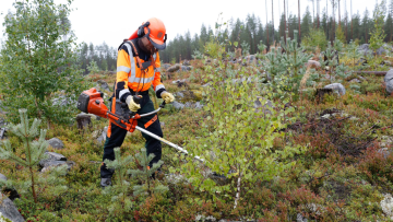 Tuleva kesä näyttää suuntaa sille, miten metkassa tulkitaan esimerkiksi taimikon varhaisperkauksen tukiehtoja. Varhaisperkauksen osalta ei ole määritelty poistettavien tai jäävien puiden runkolukuja. (Kuva: Sami Karppinen)