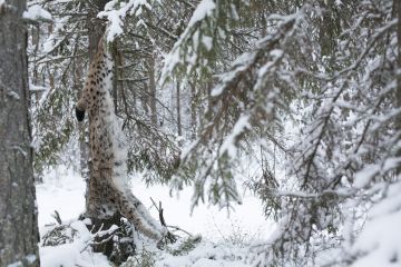 Useimmat kyselyyn vastanneet pitivät ilvesten määrää työskentelyalueellaan sopivana. (Kuva: Sami Karppinen)