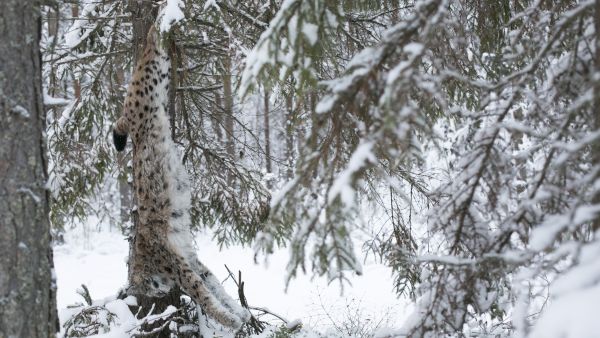 Useimmat kyselyyn vastanneet pitivät ilvesten määrää työskentelyalueellaan sopivana. (Kuva: Sami Karppinen)