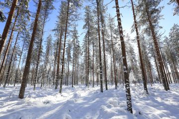 Jos yleisilme leimikolle on korjuun jälkeen siisti, ennakoi se yleensä muidenkin asioiden olevan kunnossa.  (Kuvaaja: Sami Karppinen)