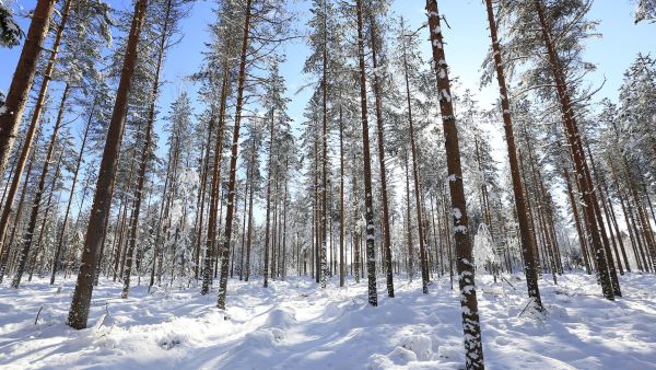 Jos yleisilme leimikolle on korjuun jälkeen siisti, ennakoi se yleensä muidenkin asioiden olevan kunnossa.  (Kuvaaja: Sami Karppinen)