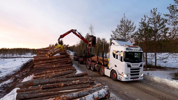 Keskihintojen taakse jää suurta hintavaihtelua. Esimerkiksi tien läheisyys sekä ajallaan tehdyt hoitotoimet nostavat yleensä puusta maksettua hintaa.  (Kuvaaja: Sami Karppinen)