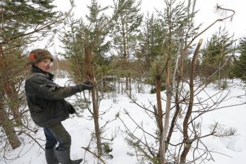 Juhani Ahvenus on taistellut toistuvien hirvituhojen kanssa Jyväskylän Korpilahdella kahdeksan vuoden ajan. Hän arvioi tuhojen hintalapuksi kymmeniä tuhansia euroja.  (Kuvaaja: Sami Karppinen)