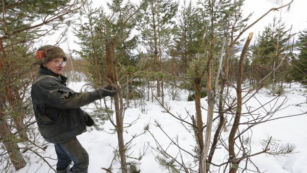 Juhani Ahvenus on taistellut toistuvien hirvituhojen kanssa Jyväskylän Korpilahdella kahdeksan vuoden ajan. Hän arvioi tuhojen hintalapuksi kymmeniä tuhansia euroja.  (Kuvaaja: Sami Karppinen)