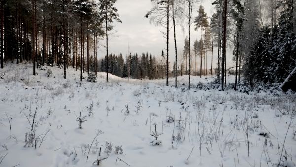  Myydyllä tilalla ei ollut taimikonhoitorästejä. (kuva: Joni Tervo)