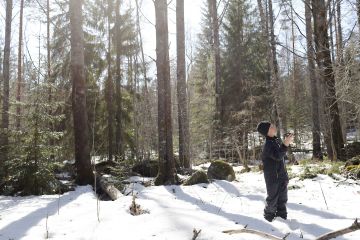 Perheen koululaisille antaa mielellään ruutuaikaa, jos se tarkoittaa Muuttolintujen kevät -sovelluksen käyttöä. Lämmin kevätpäivä on otollinen ajankohta äänitykselle haapavaltaisessa sekametsässä. (Kuvaaja: Sami Karppinen)