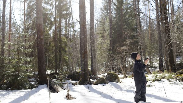 Perheen koululaisille antaa mielellään ruutuaikaa, jos se tarkoittaa Muuttolintujen kevät -sovelluksen käyttöä. Lämmin kevätpäivä on otollinen ajankohta äänitykselle haapavaltaisessa sekametsässä. (Kuvaaja: Sami Karppinen)