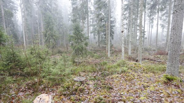   (Kuvaaja: Sami Karppinen)
