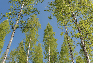 Koivu voi tulevaisuudessa olla entistä useammin uudistamisen pääpuulaji. (Kuva: Sirpa Mikkonen)
