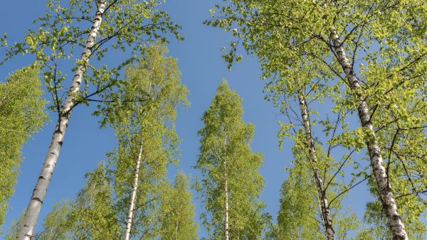 Koivu voi tulevaisuudessa olla entistä useammin uudistamisen pääpuulaji. (Kuva: Sirpa Mikkonen)