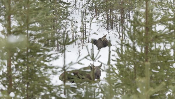 Hirvikantatavoitteen nostolla varaudutaan maakunnan suurpetokantojen hallitsemattomaan kasvuun lähivuosina, Keski-Suomen riistaneuvoston edustajat kirjoittavat. Kuva: Ari Komulainen