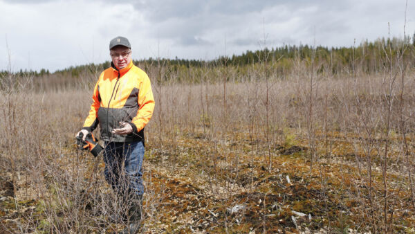 Aate Laukkasen metsitystuki jäi saamatta, sillä Metsäkeskuksen viime syksynä tekemän tarkastuksen mukaan kuviolla oli ollut metsälain mukainen taimikko jo ennen lokakuussa 2022 tehtyä rahoituspäätöstä. Laukkanen sanoo, että taimikko on syntynyt luontaisesti hänen maaliskuussa 2021 tekemänsä tukihakemuksen jälkeen, eikä siitä pitäisi rangaista metsänomistajaa. (Kuva Sami Karppinen)