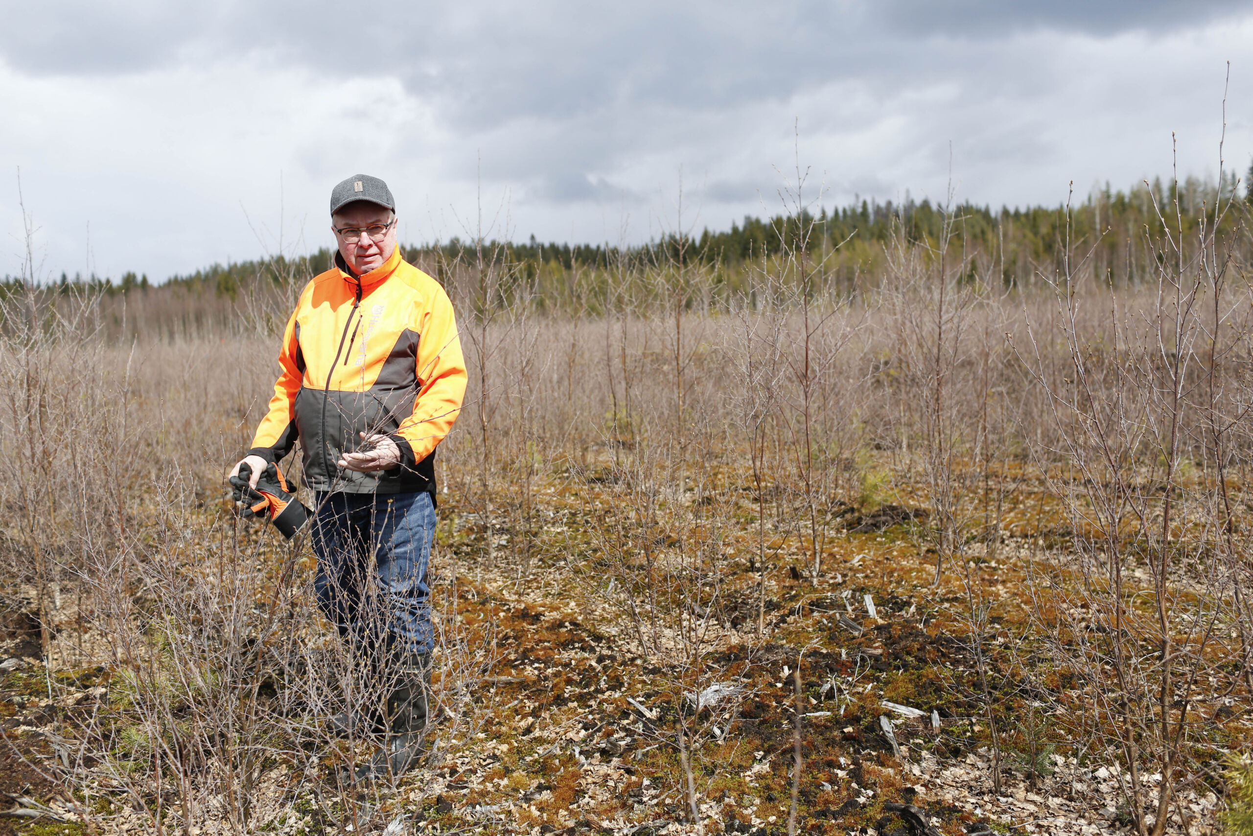 Jo myönnetty metsitystuki jäi haaveeksi – luonto ehti ensin