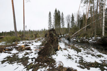 Paljaaksi hakattu puronvarsi Kinnulassa on pysäyttävä näky, sillä pienvesien suojakaistat ovat metsälain ja sertifioinnin takia iskostuneet jo kiinteäksi osaksi metsätaloustoimia. (Kuvaaja: Sami Karppinen)